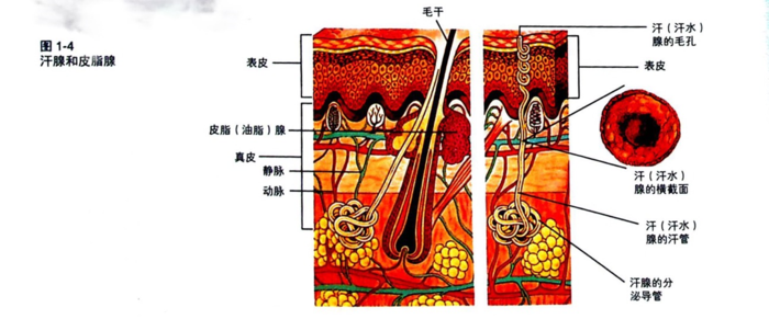 皮脂(油脂)腺